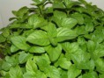 menta limon